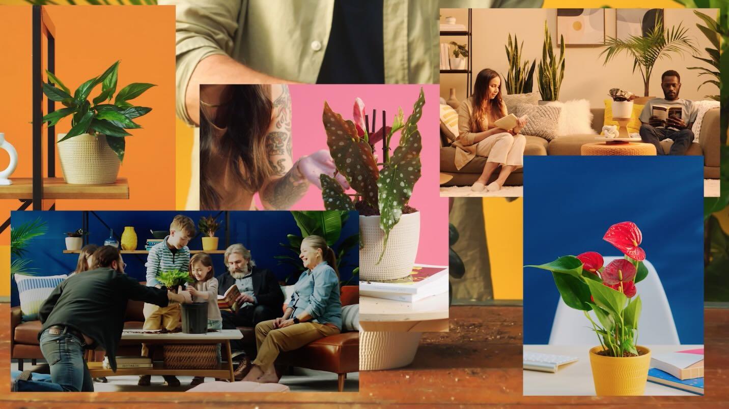 All Thumbs Are Green | Costa Farms National Campaign & Brand Launch